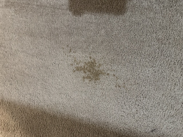 YesSir Services carpet cleaning — spot / soil detail