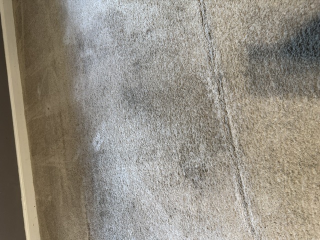 YesSir Services carpet cleaning — treatment area