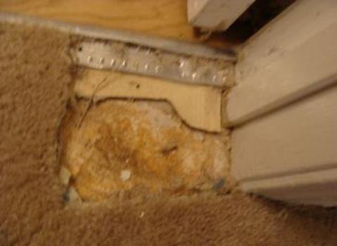 Before pet damage repair