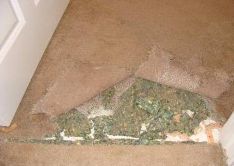 Pad Pet Damage Before
