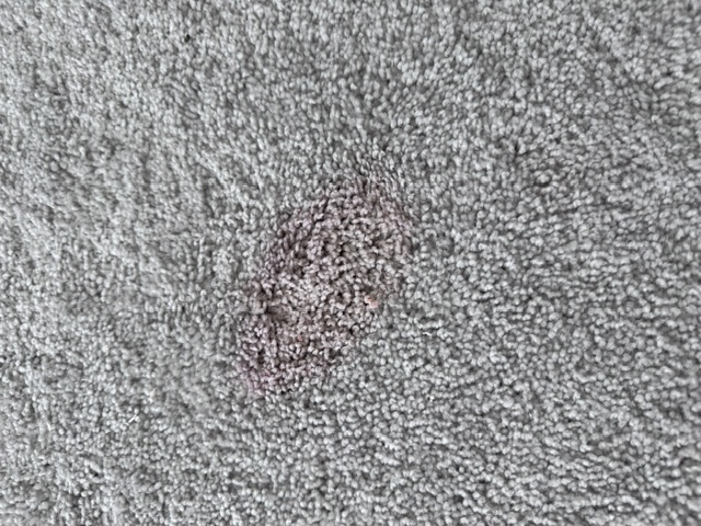 Carpet cleaning room results