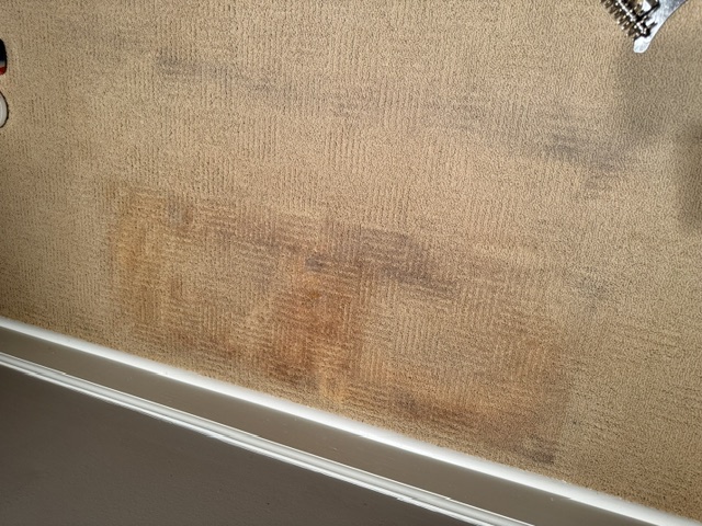 Carpet Cleaning Before & After - Before