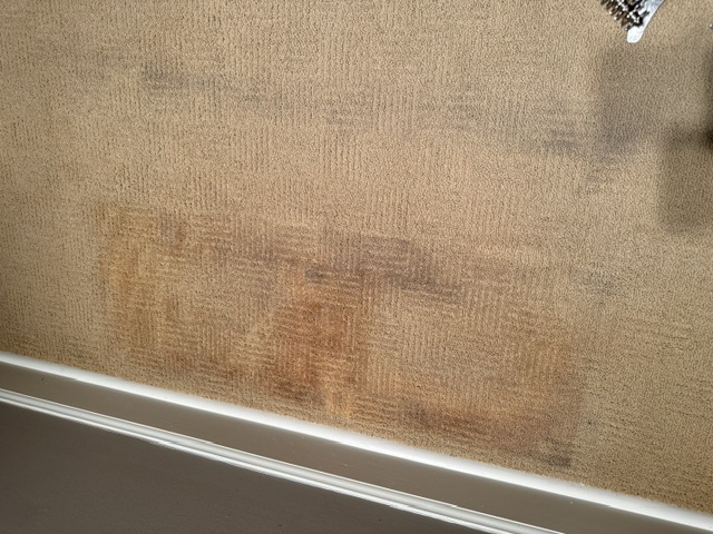 Carpet Cleaning Before & After - Project Progress